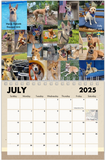 2025 Carolina Dog Calendar